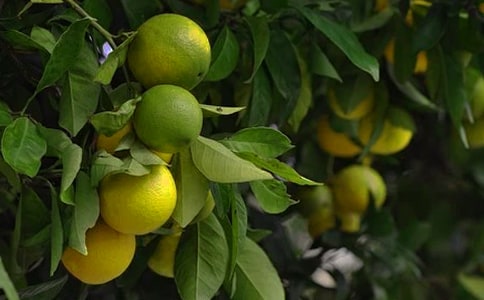 美丽的果园作文(15篇)