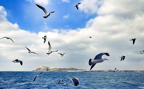 描写海鸥作文(精选27篇)