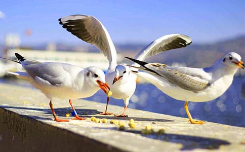 �۲캣Ÿ����