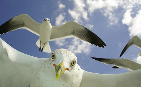 海鸥乔纳森读后感范文