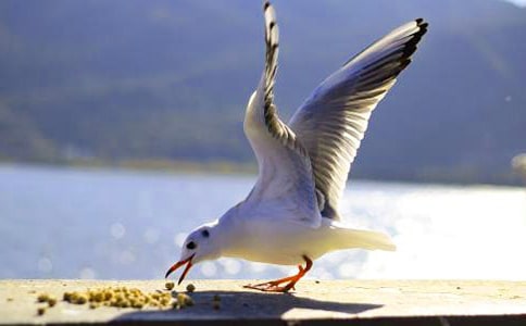 ��Ÿ����ɭ�����14ƪ