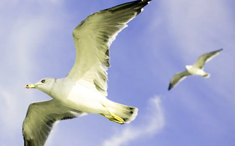 ����Ÿ����ɭ�������