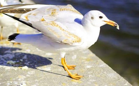 ��Ÿ����ɭ�����15ƪ(��ѡ)