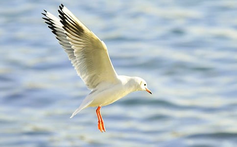 ��Ÿ����ɭ�����