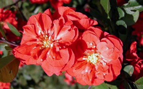 �����еĺ�������