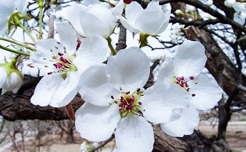 《尖叫的海棠》读后感