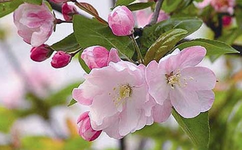 《鬓边不是海棠红》观后感