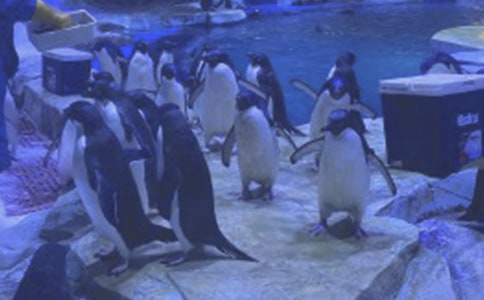 ���ϻ�̲����԰����