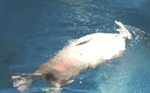 游海洋公园作文(通用14篇)