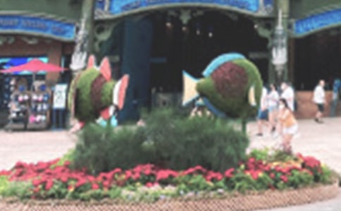 游海洋公园作文【推荐】