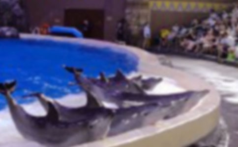 《蓝色的海豚岛》读后感15篇(集合)