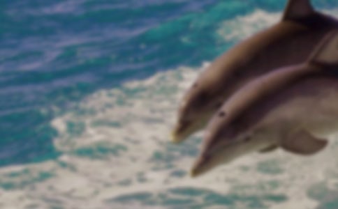 ����ɫ���ൺ�������