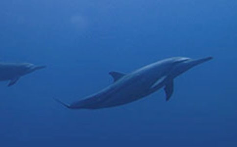 ��ɫ�ĺ��ൺ����