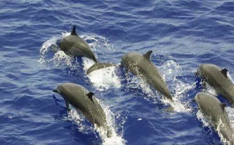 ���������(15ƪ)