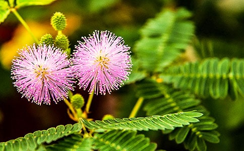 ʵ�õĺ��߲�Сѧ������ƪ