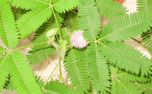 神奇的含羞草作文12篇