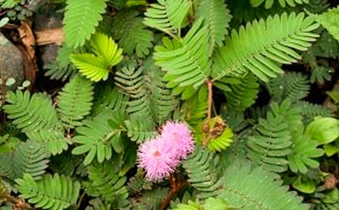 �Ұ����߲ݵ�����