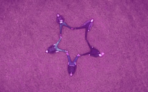 我和我的好友作文