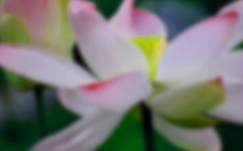 看荷花作文(通用15篇)