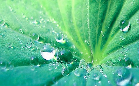 心中的荷叶作文