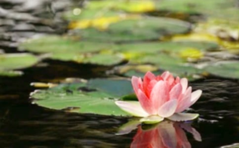 【荐】和平的作文