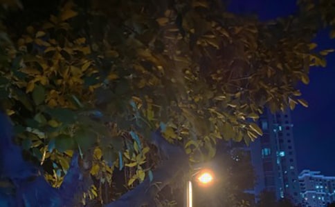 ��Ժ�ҹ����