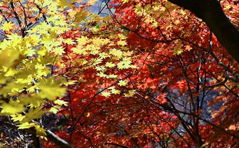 游红叶谷作文(通用25篇)