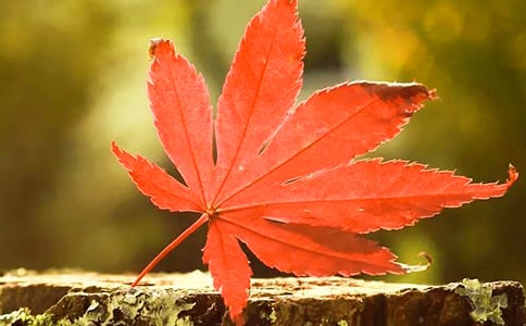 ��Ҷ������(��ѡ15ƪ)