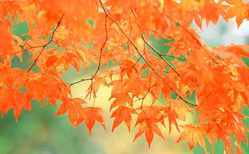 ��ɽ�ĺ�Ҷ����