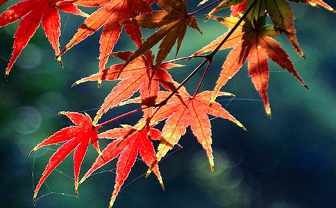 红叶谷作文(集锦15篇)