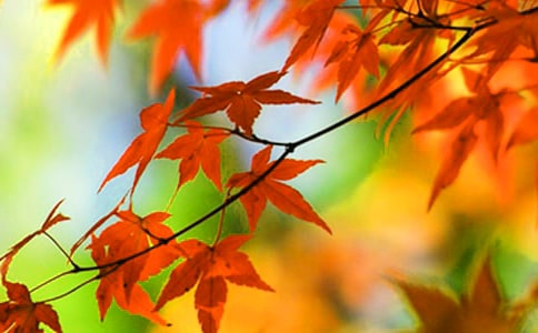 ��Ҷ������(����15ƪ)