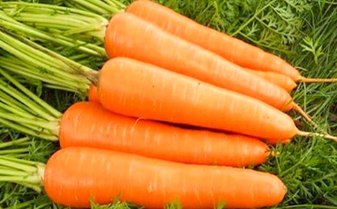 胡萝卜作文(集锦15篇)