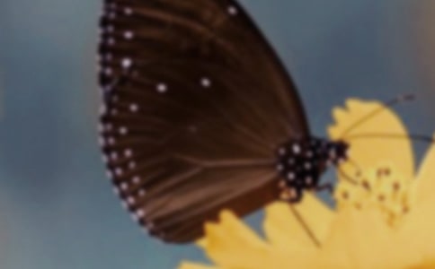 �����ĳ������