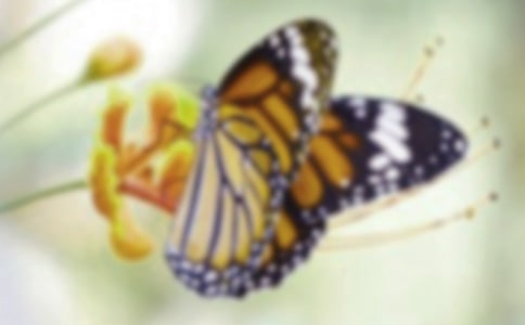 蝴蝶的作文大全【15篇】