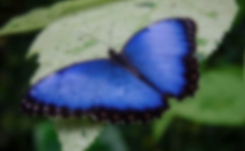 蝴蝶的作文集锦15篇