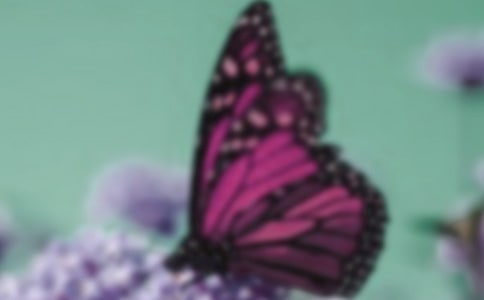 骄傲的蝴蝶作文汇总9篇