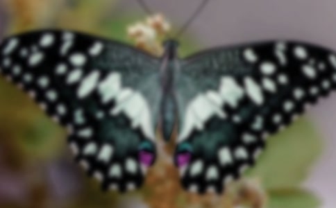 扑蝴蝶赵师侠阅读答案