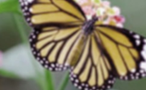 蝴蝶的翅膀作文范文(精选3篇)