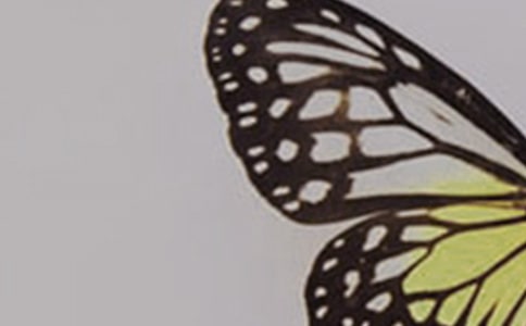 枯叶蝴蝶阅读答案