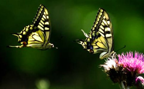 ����Ҷ�����������