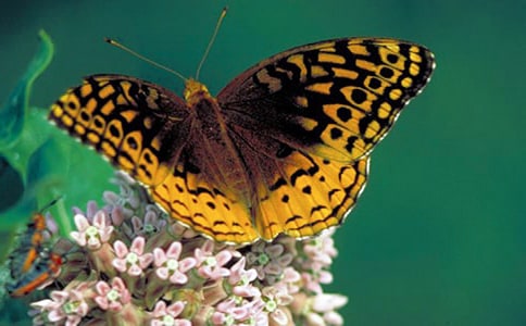 �������ļҡ��Ķ���