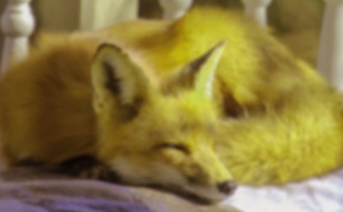 再被狐狸骗一次读后感(15篇)