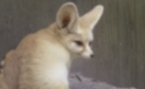 狐狸与乌鸦新编童话作文