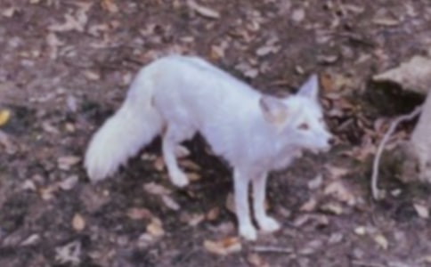 《了不起的狐狸爸爸》读后感