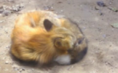 ���ٱ�����ƭһ�Ρ������