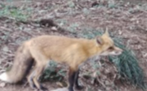 [�ϼ�]���ٱ�����ƭһ�Ρ������15ƪ