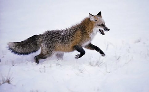 【精】再被狐狸骗一次读后感