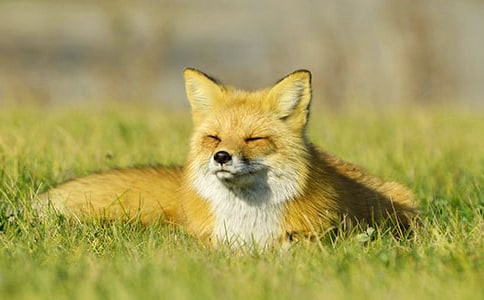 【优秀】读《了不起的狐狸爸爸》有感