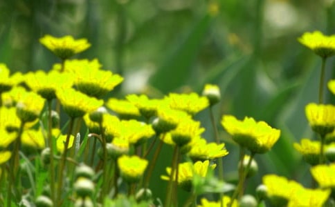 绽放的花朵作文通用15篇