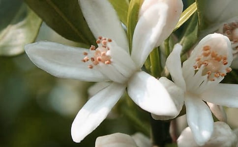 祖国的花朵作文